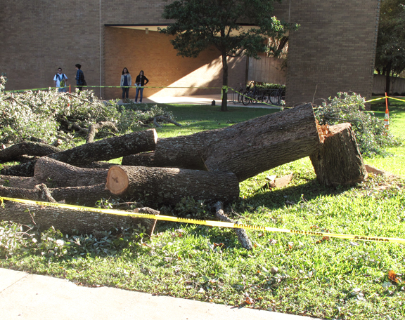 Workers cut down the tree between Moody Hall and Sorin Oak Oct. 22.
