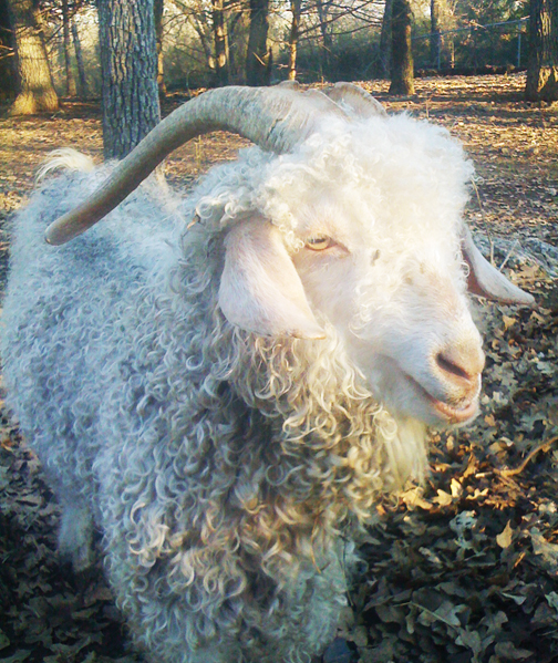 Pax, Lt. Dan Beck's goat.
