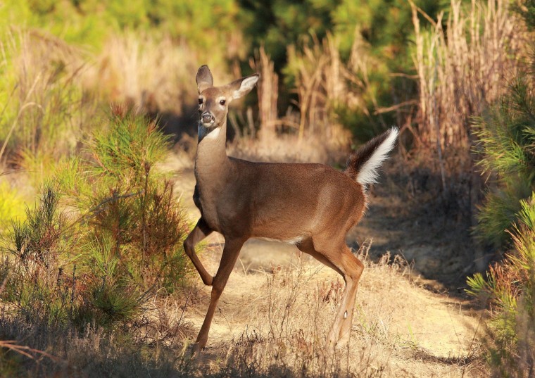 Wild Basin is exploring deer management options, such as culling and a contraceptive plan.
