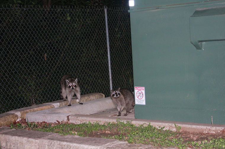 Facilities Departments says St. Edwards urban and wooded campus is a perfect habitat for pests. 