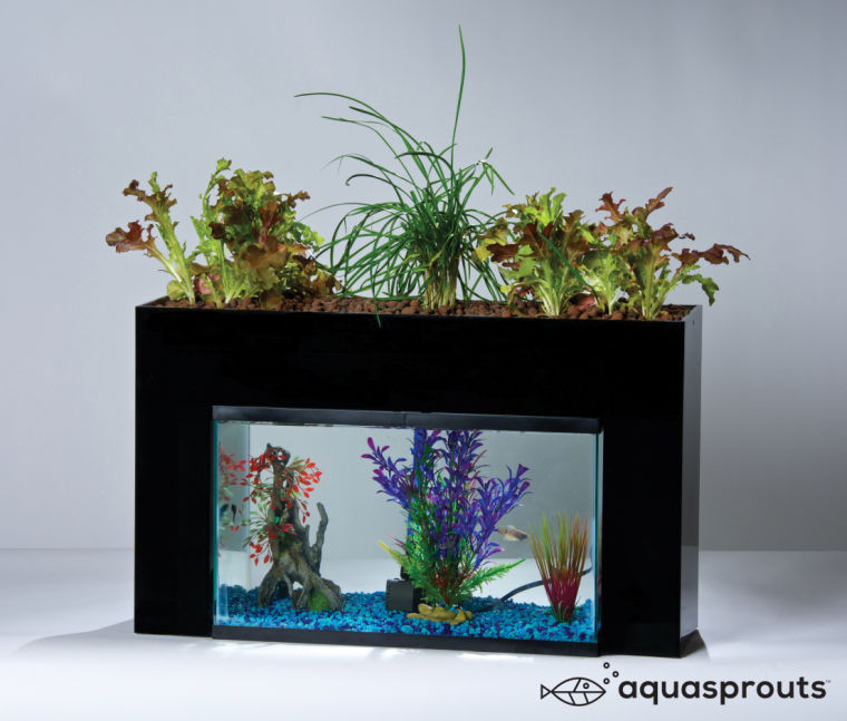 Aquaponics is a sustainable form of agriculture. The fish waste is converted into plant nutrients.