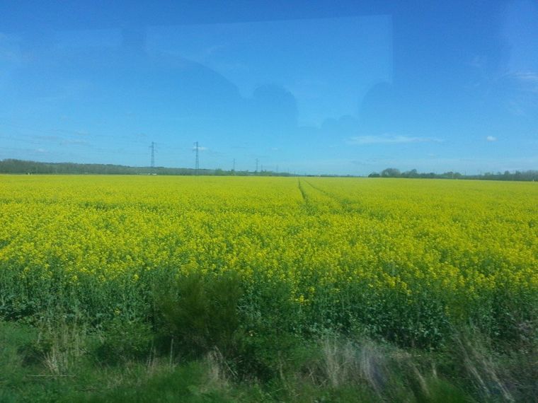 These+bright+yellow+flowers+might+only+be+weeds%2C+but+they+cover+acres+of+land+and+were+everywhere+in+Normandy.