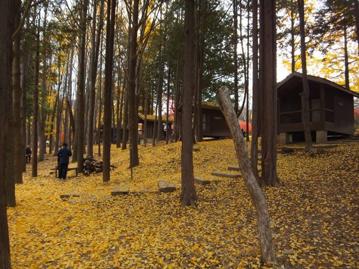 The leaves of the eun haeng tree create a yellow carpet that covers the island.