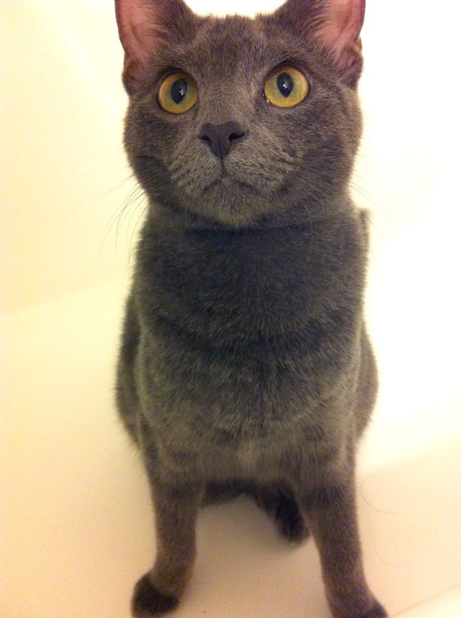 Cats are like millennial women: they’re strong, independent and they don’t need no human!