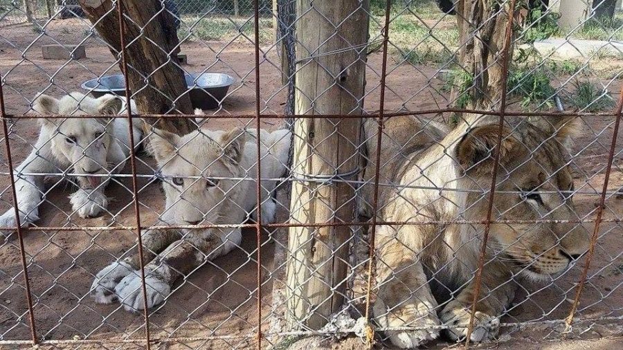 One of these big cats hooked onto my friends shoe and pulled him to the ground.