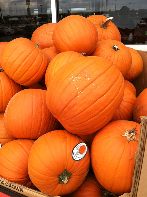 October begins, everyone get ready for fall pumpkin season