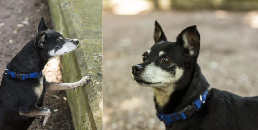 Dogs of St. Edwards speak profound truths on vegetarianism, squirrels