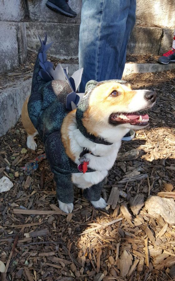 Corgi lovers unite at free events throughout Austin