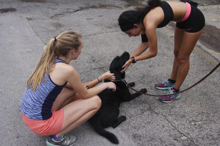 Runners with the St. Edwards University cross country team play with Kibble, the dog, after morning practice at Barton Springs, in Austin, TX, Sept. 27, 2016.