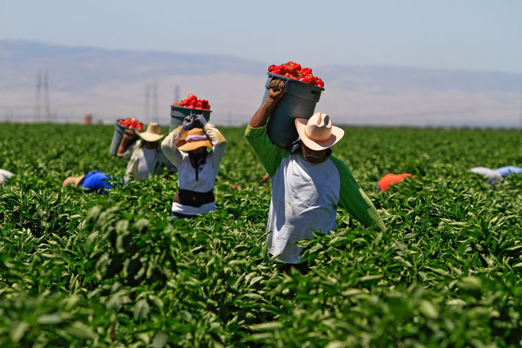 Undocumented+farm+workers+would+be+affected+by+new+policy.%C2%A0