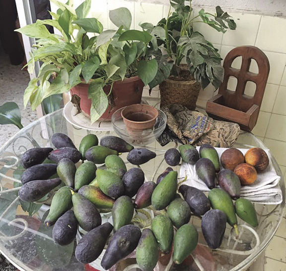 These avocados are from a ranch in Linares, Nuevo Leon, Mexico.