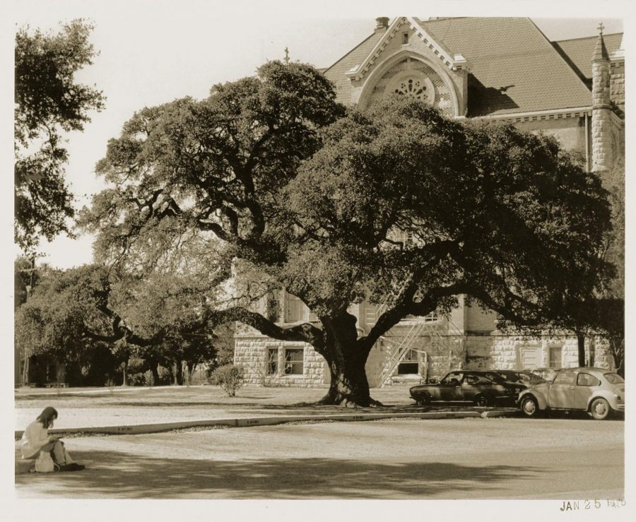 The Sorin Oak in 1974.