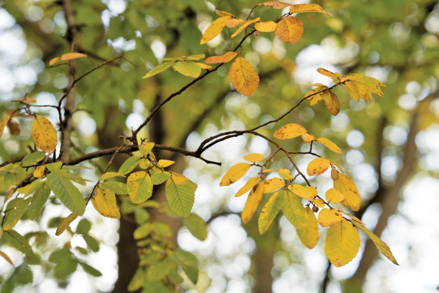 Fall officially ends around mid-December.