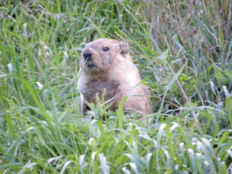 Groundhog+predicts+an+early+spring+on+Feb.+2.