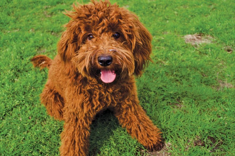 Georgie the petite goldendoodle runs as fast as he can through the park. He is 9 months old and very social. Originally from Georgetown, Georgie is now a full Austinite, and Zilker is his favorite place to play.
