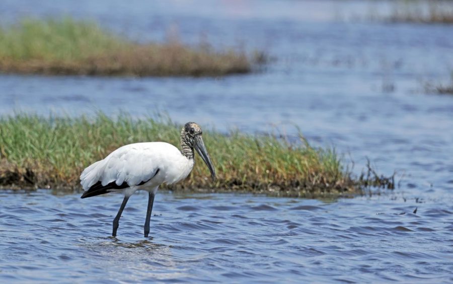 Lake Jacksons water supply is. now contaminated by a brain-eating amoeba, which can be deadly if it enters the nasal passage. Lake Jackson is located on the outskirts of Houston in Brazoria County.