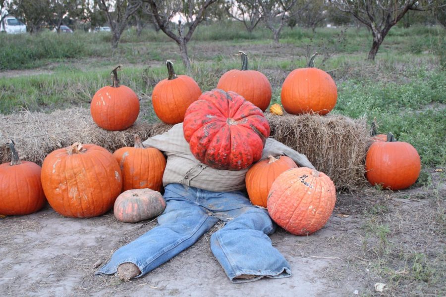 PUMPKIN PATCH: VERONICA LOPEZ