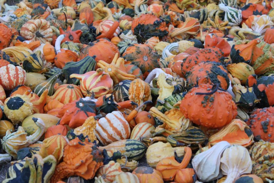 Fall night at Sweet Eats Fruit Farm pumpkin patch