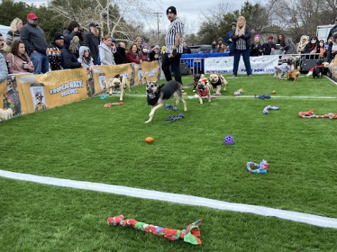 The Puppy Bowl had lots of fun activities for all the dogs. The Yard Bar included large space for the dogs to roam.