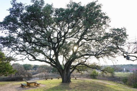 Live Oak, which is a Quercus fusiformis, near the edge of campus. Other common names for this species are escarpment live oak, plateau live oak and Texas live oak. These trees are well suited for this region.