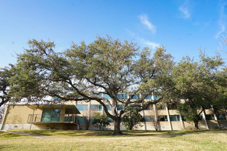 Doyle Hall provides scale for this live oak, yet another Quercus fusiformis, with its sprawling wide structures of scaffolding branches.