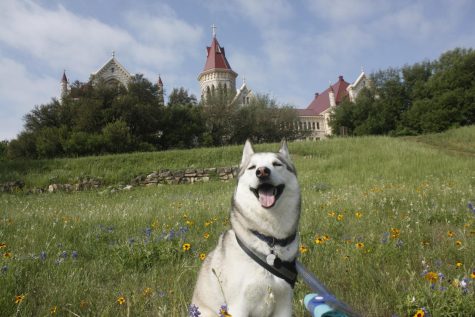 Austin, which lies in the Texas Hill Country, is a common place Texans travel to for annual bluebonnet photos. 