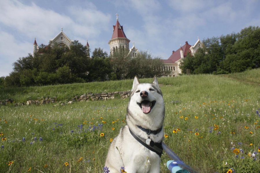 Austin, which lies in the Texas Hill Country, is a common place Texans travel to for annual bluebonnet photos. 