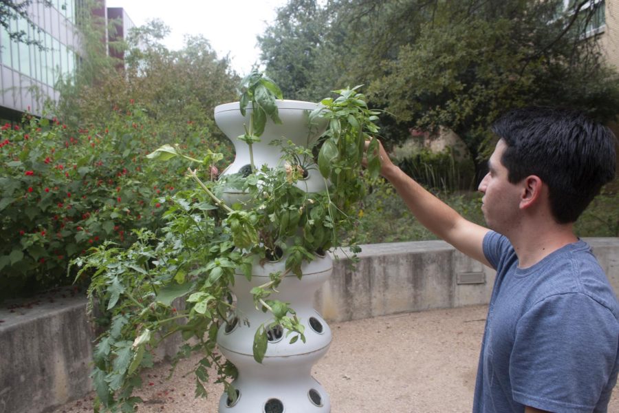 SFS+Garden+Director+Luke+Tobias+harvests+basil+and+cilantro+at+the+hydroponic+farm+stand.