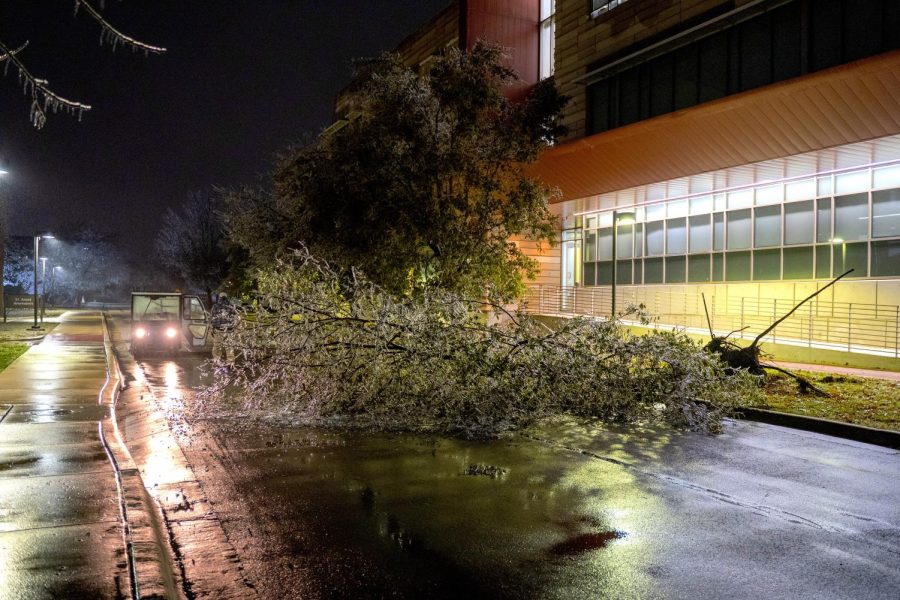 A tree which once stood upright outside Johnson Brooks William South blocks the two lanes of Moody Drive days after a winter freeze blew through Austin.