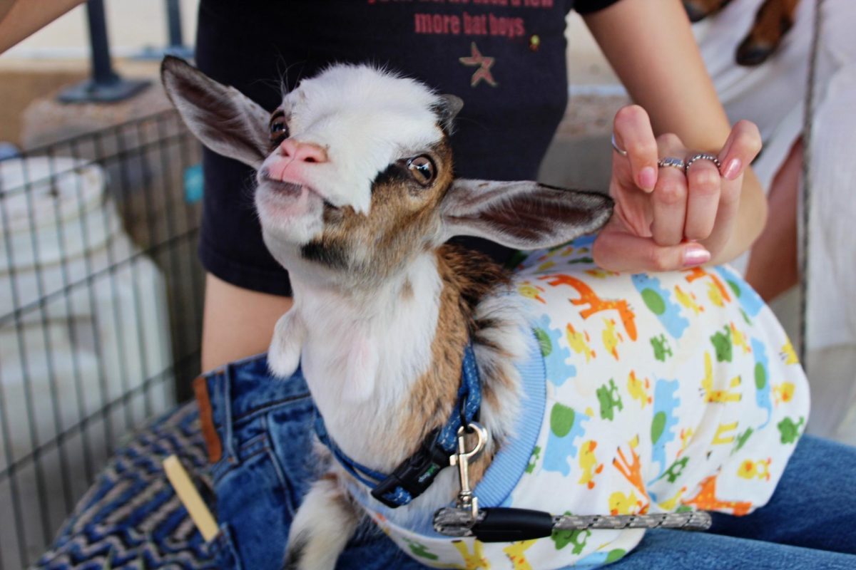 Hilltopper pride is everywhere! Goat Shenanigans was a popular activity, for $5, attendees could spend up to 10 minutes with a baby goat.