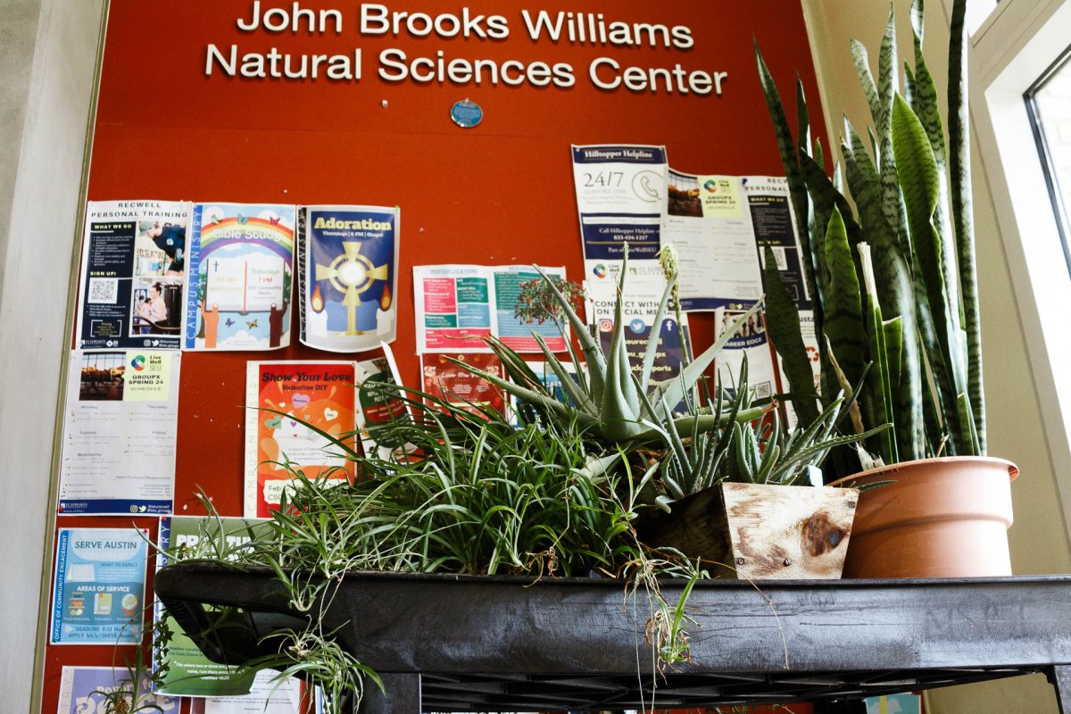 Plants that are used to living in the St. Edward’s greenhouse are having to adjust to a new and unfamiliar environment. A variety of plant types are now housed throughout the science buildings.