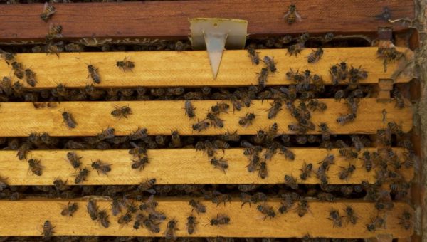 The bees used in the St. Edward's University Bee Lab under Matthew Steffenson. The lab focuses on studying Colony Collapse Disorder, an environmental phenomenon when bees in a healthy colony disappear. The reasons behind it are still a mystery and widely discussed in scientific communities, but Steffenson brings in students over the summer to study the potential reasons for it.