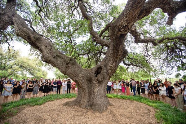 A living witness to nearly 300 years of campus history, Sorin Oak provides shade and sanctuary for St. Edward’s University students during the “Rooting of the Ring” ceremony. Having survived a fire, tornadoes and extreme freezes, the oak remains a central touchstone for student life and university tradition.